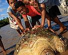 Nakalou Turtle Workshop Vanua Levu, Fiji