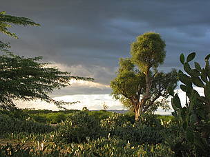 The spiny forest is home to many succulents that are under threat. Many face loss of habitat to the ... / ©: WWF / Naureen Nayyar / ©: WWF / Naureen Nayyar