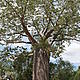 The world famous Baobab trees silhouette above the rest of the canopy © WWF / Leon Brown