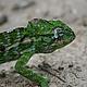The chameleons featured highly with their exquisite colourings and quirky behaviour © WWF / Leon Brown