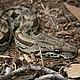 A chance encounter with a Madagascan Boa constrictor © WWF / Leon Brown