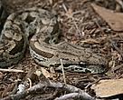 A chance encounter with a Madagascan Boa constrictor