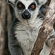 Difficult to handle, the locals had similar fascinations with the native lemurs but unfortunately sometimes took them in as pets © WWF / Leon Brown