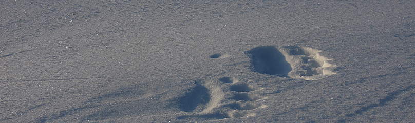 Polar bear footprints ... Follow our bears on Svalbard / ©: WWF / Jon Aars, NPI / ©: WWF / Jon Aars, NPI