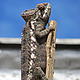 A chameleon on our clothes line © WWF / Derek Ludlow
