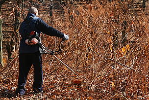 Ellimination of invasive rainutria japonica in Balgarka Nature Park, Bulgaria / &copy;: WWF/Konstantin Ivanov