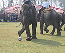 Gearing up for a jumbo kick. Elephant football in progress in Chitwan.