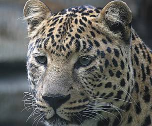 Amur leopard (Panthera pardus orientalis). / ©: Vasily Solkin / ©: Vasily Solkin