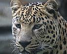 Amur leopard (Panthera pardus orientalis).