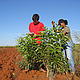 Collecting information on trees planted the previous year © WWF / Ian Martin
