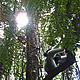 The beautiful and endangered Indri Indri in Andasibe
National Park © WWF / Ian Martin