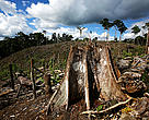 Deforestation