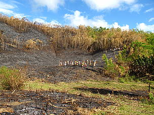 The effects of tavy. / ©: WWF / Sergio Rejado Albaina / ©: WWF / Sergio Rejado Albaina