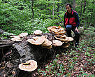 The primeval beech forests of the Eastern Carpathians in Slovakia and Ukraine are characterised not only by giant living trees but also by deadwood, which is vital to the habitat and ecosystem.