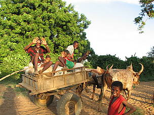 Zebu Cart Charette / ©: WWF / Katherine Davey / ©: WWF / Katherine Davey