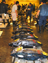 Tuna for sale at the Tokyo Fish Market, Japan. / &copy;: WWF-Indonesia / Lida Pet-Soede