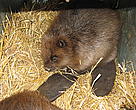 One of the 15 beavers released at Tiszatarján. 