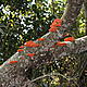 Hongos in the Atlantic Forest © © WWF / Amanda Parker