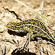 A colorful chameleon in Andringitra National Park, Madagascar © WWF / Cara Brook
