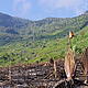 Risk and possibility. Tavy burn, Malagasy children, and the intact Vondrozo Forest Corridor in the background © WWF / Cara Brook