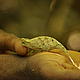 Harmony with nature. A chameleon in the hands of a local guide. Forest near Tanambao, Madagascar © WWF / Cara Brook