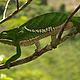 A chameleon near the waterfalls of Antaninary, Madagascar © WWF / Cara Brook