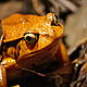 One of Madagascar’s many endemic amphibians. Vondrozo Forest Corridor © WWF / Cara Brook
