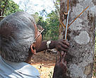 Collecting resin for medicines without killing the tree - new harvesting methods that substitute for bark removal are protecting India's White Palle trees into the future