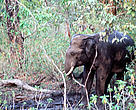 As human populations grow and people settle in areas that were once the sole domain of elephants, human-elephant conflicts become increasingly common. At present, this is the biggest threat to the survival of Asian elephants in the wild.