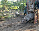 A female Indian Rhinoceros (Rhinoceros unicornis) is released after being translocated to Manas National Park in Assam, India on 29 Dec 2010. The translocation is part of the Indian Rhino Vision 2020, a joint project that involves WWF.  