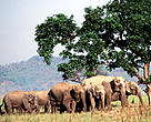 Indian elephant (<i>Elephas maximus bengalensis</i>), India.