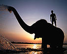 Indian elephant (<i>Elaphus maximus</i>) with mahout in Rapti river, Chitwan NP, Nepal.