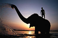 Indian elephant (Elephus Maximus) with mahout in Rapti river, Chitwan National Park, Nepal / ©: naturepl.com/Andrew Parkinson / WWF / ©: naturepl.com/Andrew Parkinson / WWF