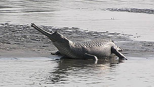 Indian Magar Crocodile / &copy;: Will Maclennan