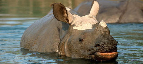 Young Indian rhinoceros (Rhinoceros unicornis); Royal Chitwan National Park, Terai Arc Landscape, ... / ©: Michel Gunther / WWF-Canon rel=