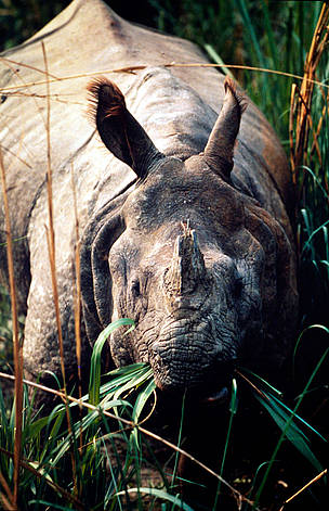 Indian one-horned rhinoceros (Rhinoceros unicornis). / ©: WWF-Canon / Gerald S. CUBITT Indian one-horned rhinoceros (<i>Rhinoceros unicornis</i>) - grazing on elephant grass, ... / ©: WWF-Canon / Gerald S. CUBITT