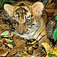 &copy; Martin Harvey / WWF-Canon