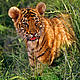 &copy; Martin Harvey / WWF-Canon