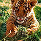 &copy; Martin Harvey / WWF-Canon