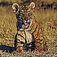 &copy; Martin Harvey / WWF-Canon
