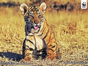  / &copy;: Martin Harvey / WWF-Canon