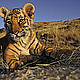 &copy; Martin Harvey / WWF-Canon