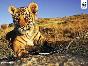  / &copy;: Martin Harvey / WWF-Canon