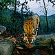 &copy; National Geographic Stock/ Michael Nicols / WWF