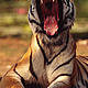 &copy; Martin Harvey / WWF-Canon