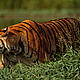 &copy; Martin Harvey / WWF-Canon