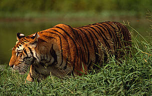  / &copy;: Martin Harvey / WWF-Canon