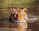Indian tiger