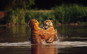  / &copy;: Martin Harvey / WWF-Canon