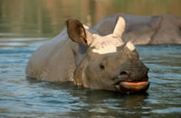 Poaching remains a problem for greater one-horned (or Indian) rhinos (Rhinoceros unicornis). / ©: WWF-Canon / Michel Gunther / ©: WWF-Canon / Michel Gunther